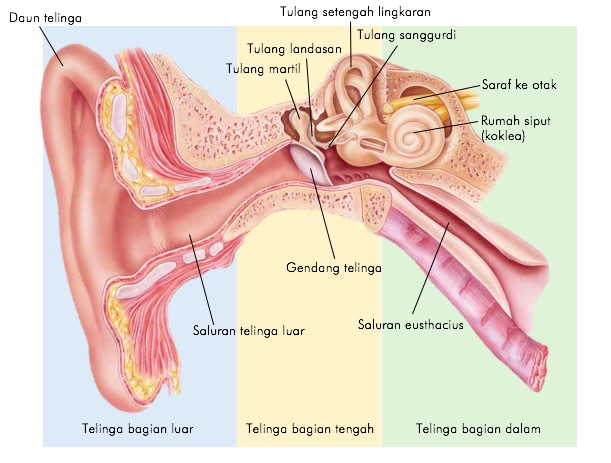 Yaitu tulang tulang tengah pendengaran telinga memiliki TELINGA (untuk