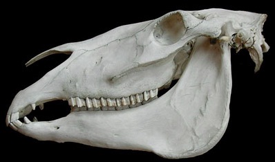 Struktur gigi hewan herbivora