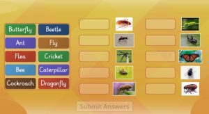 English Vocabulary Exercise: Insects