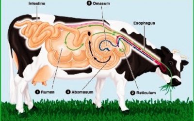 Organ Pencernaan Hewan Ruminansia dan Manusia